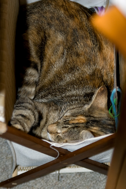 Kitten In A Basket 03/11