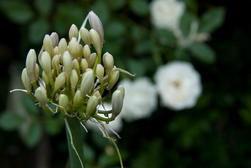 Agapanthus 10/12