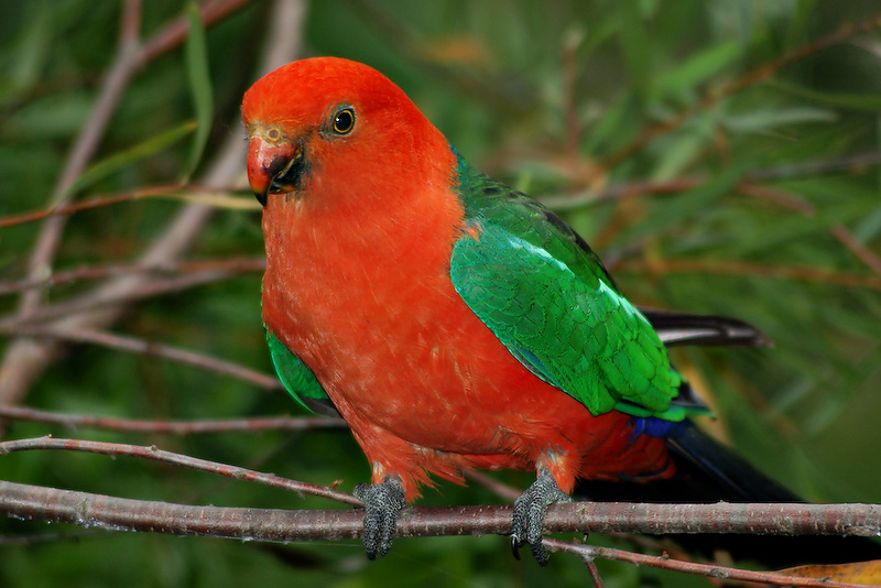 King Parrot