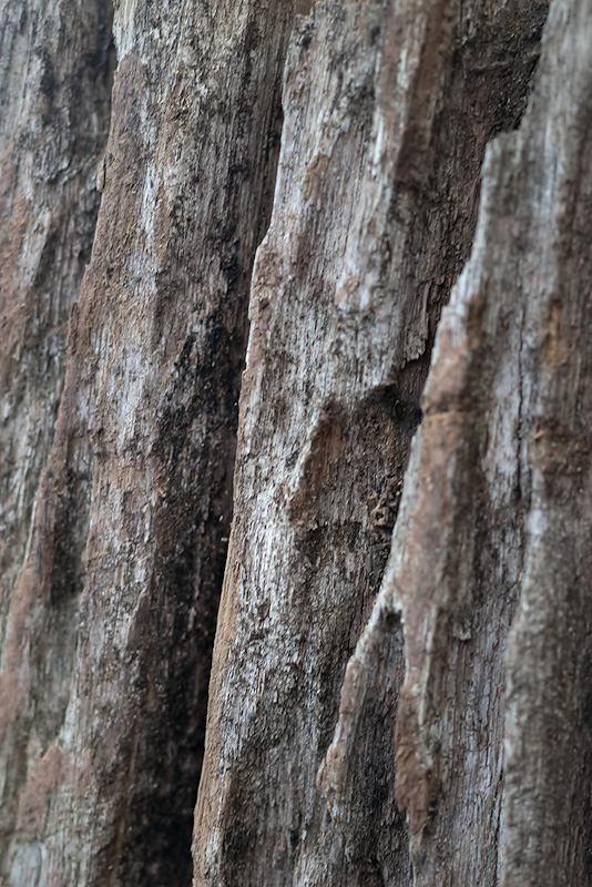 On The Wood Pile 26/05