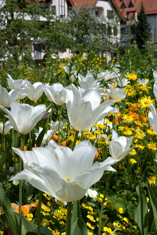 Landergartenschau 06/05
