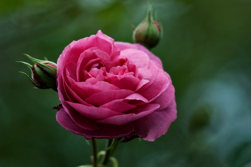 Gertrude Jekyll 06/06
