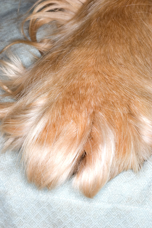 Paws For Thought 17/06