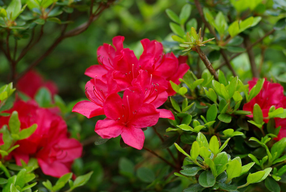 Azaleas are Back