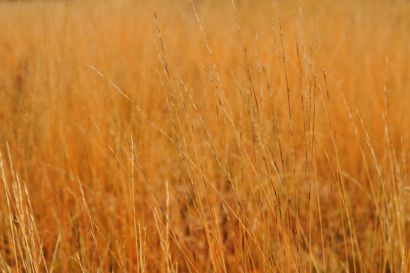 DSC_2646.jpg