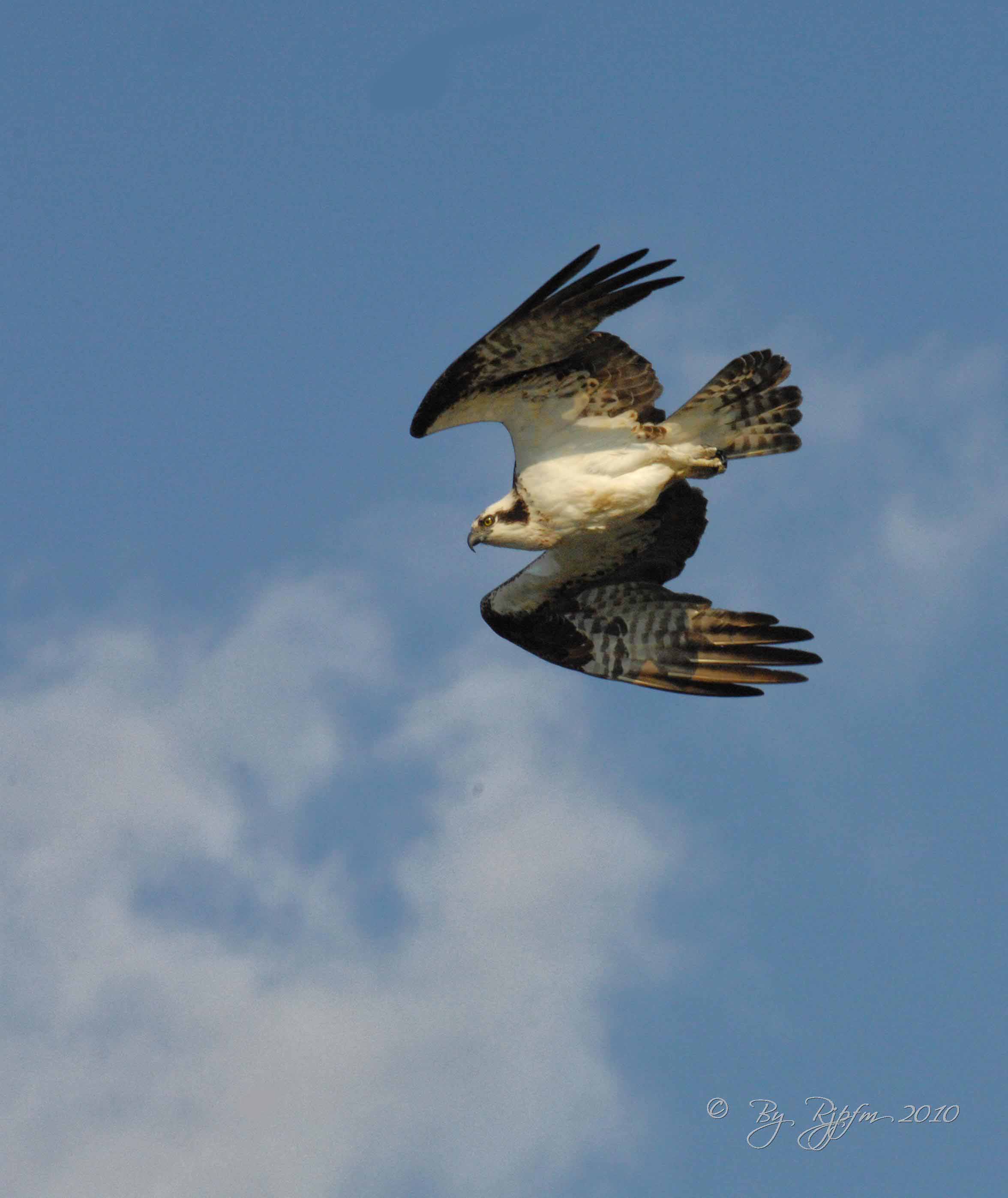  Osprey Occoquan NWR Va