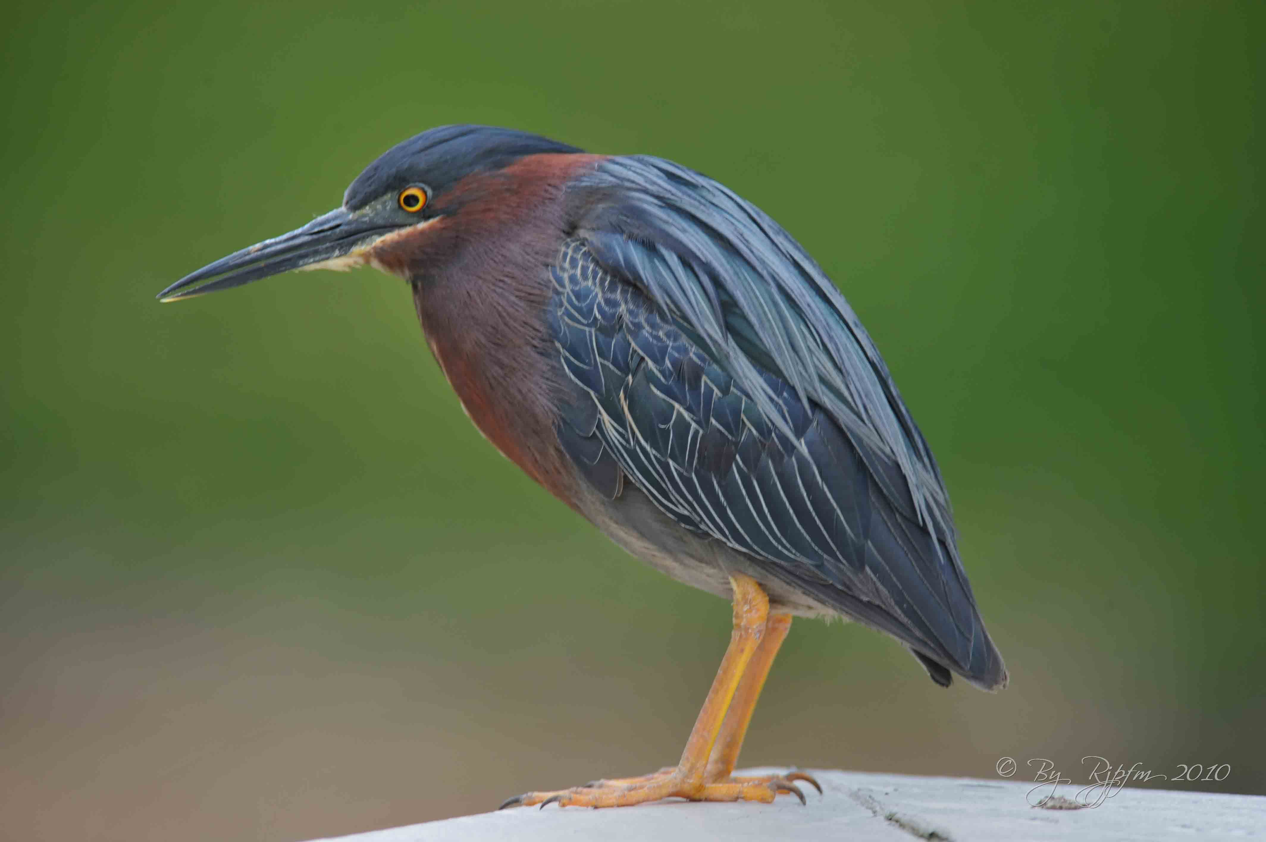  Green Heron Wellington, Va