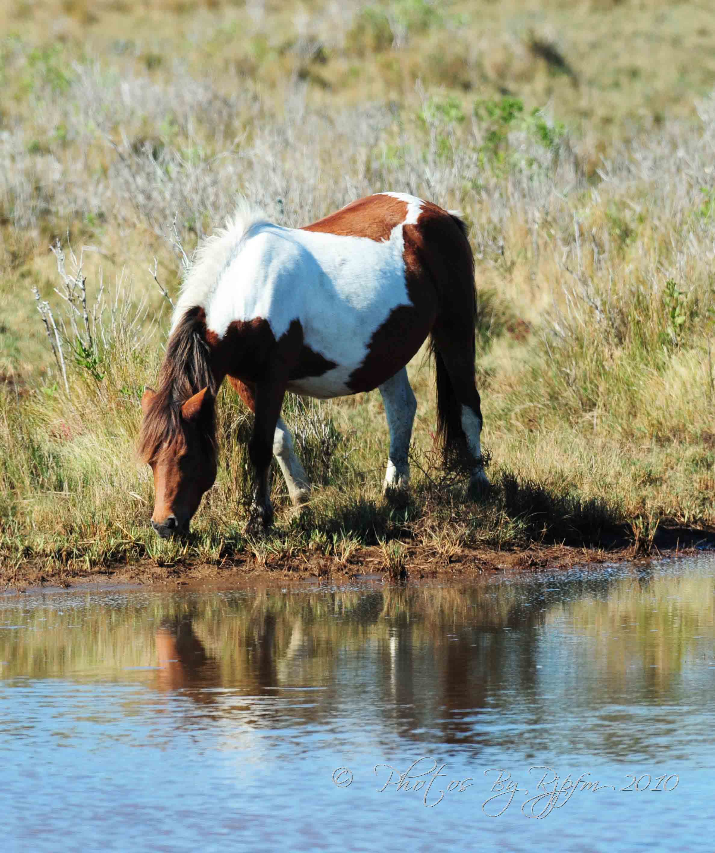 Wild Pony Chincoteague NWR, Va