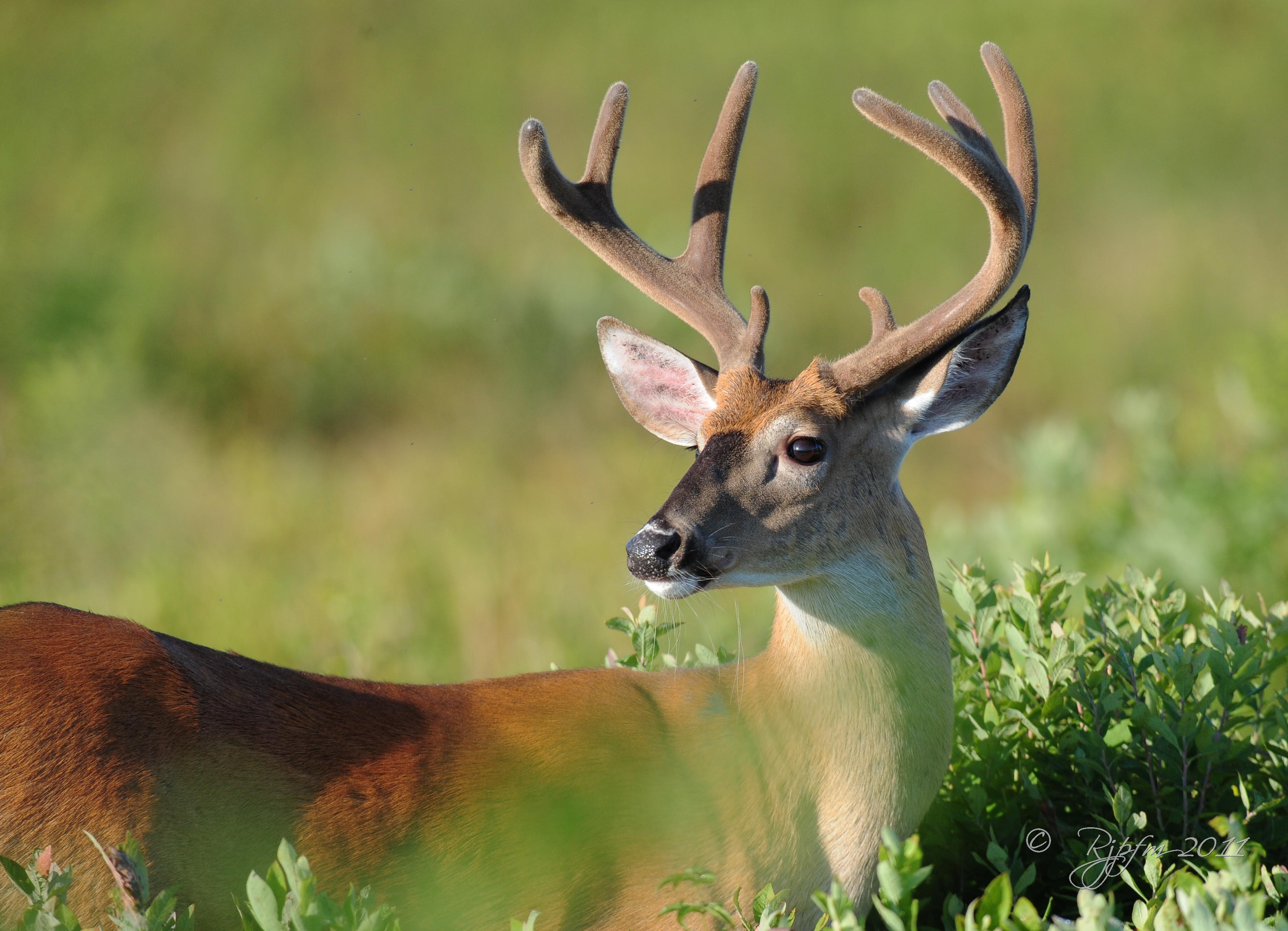  White-tailed Deer Big Meadows NP, Va