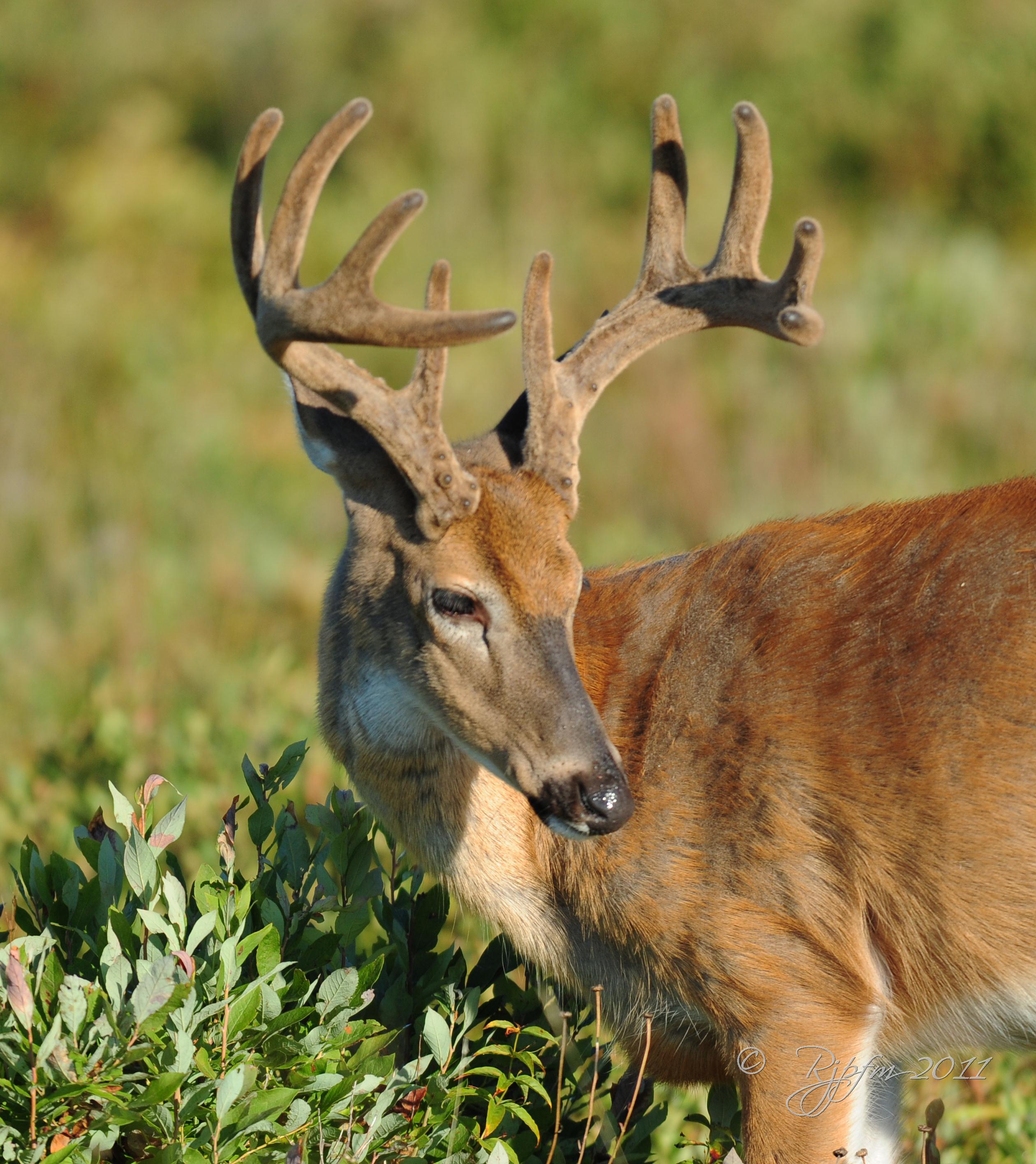 White-tailed Buck Big Meadows NP,Va