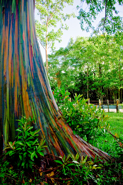 Painted Eucalyptus RD-570 