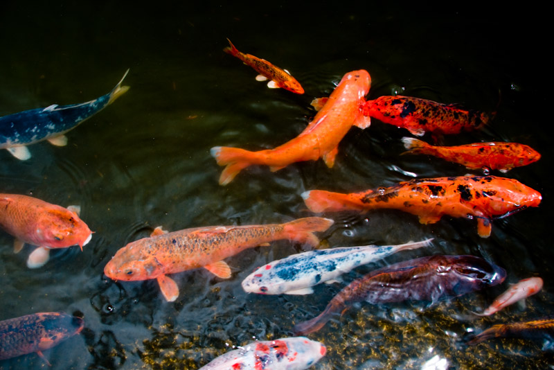 koi 07790