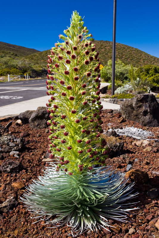 Silversword 19279 