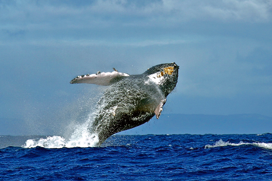 Breach #2