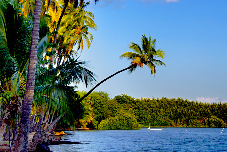 Kapuaiwa coconut grove - Kapuaiwa