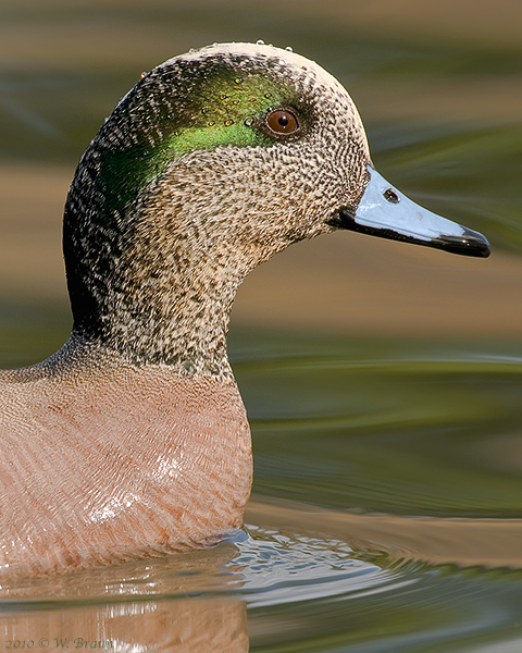 American Wigeon - Anas americana