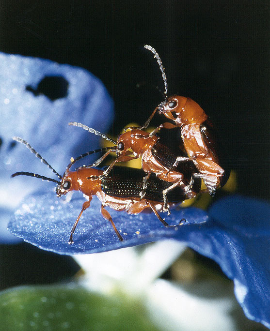 Beetles3.jpg