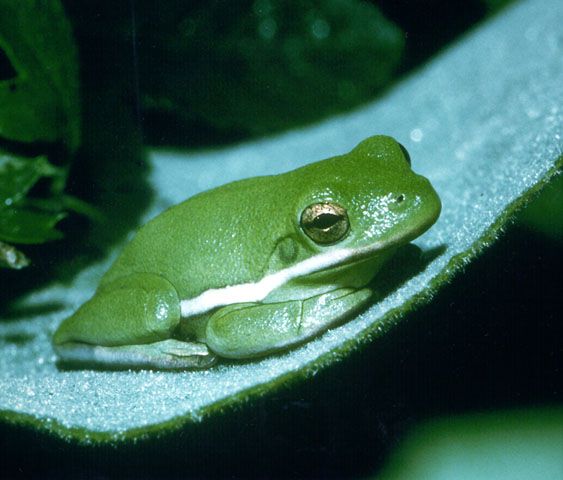 TREEFROG.JPG