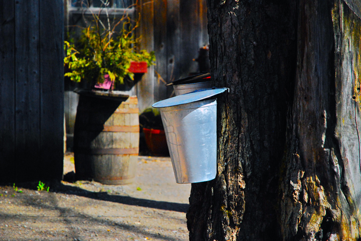 The maple Syrup is Flowing