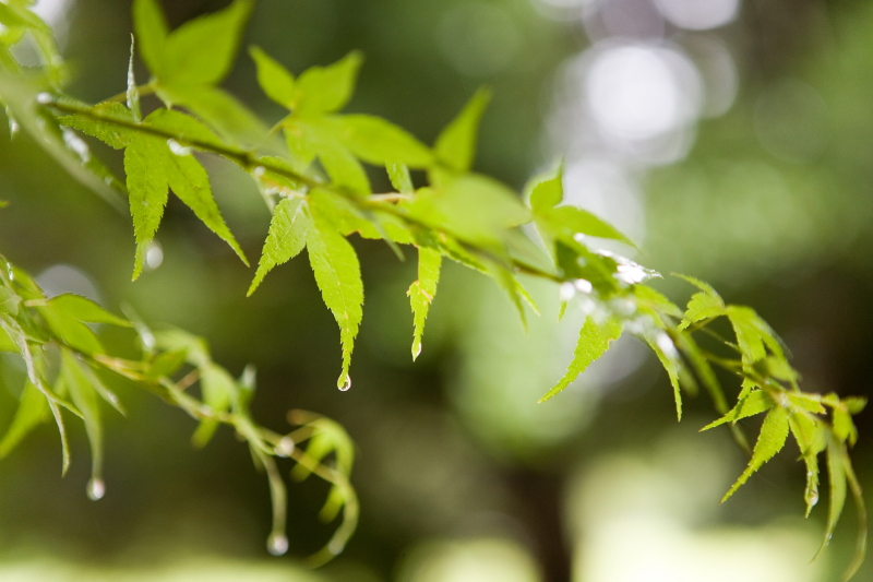 Japanese Acer