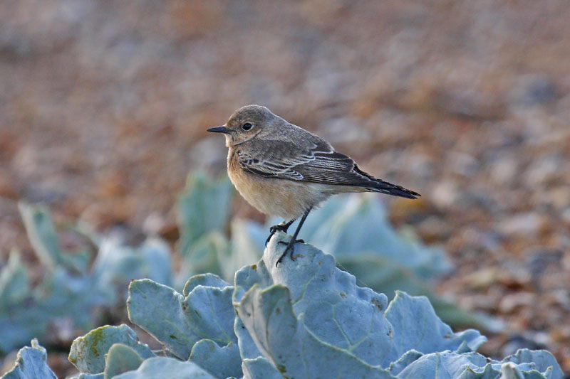 Pied Wheatear (Oenanthe pleschanka)