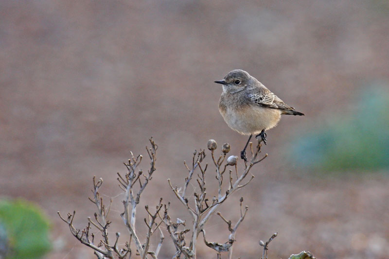 Pied Wheatear (Oenanthe pleschanka)
