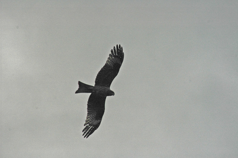 Black Kite (Milvus migrans lineatus)