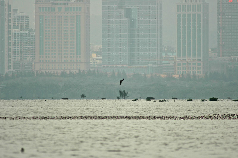 Black Kite (Milvus migrans lineatus)