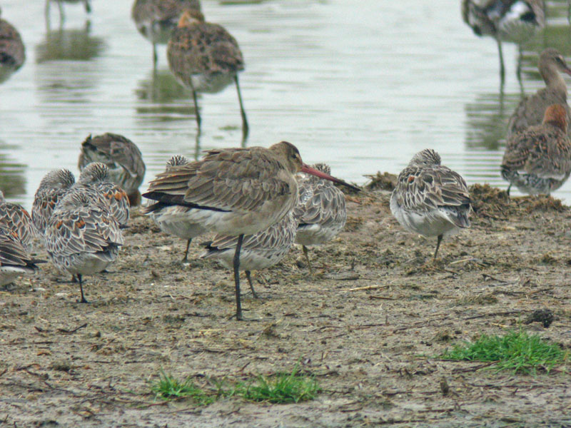 Black-tailed Godwit (Limosa limosa limosa)