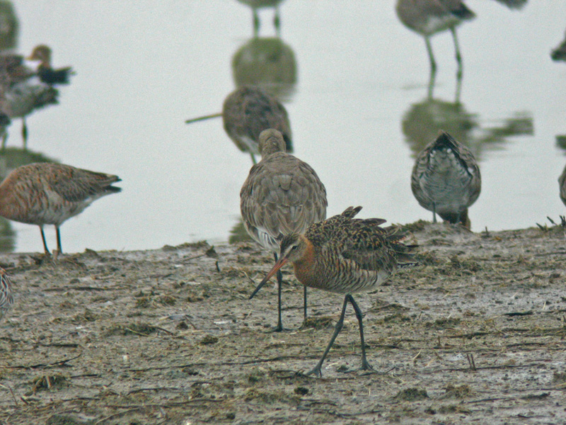 Black-tailed Godwit (Limosa limosa melanuroides)