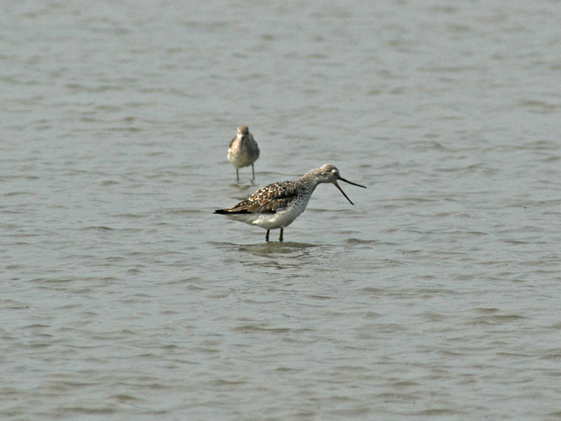 Nordmanns Greenshank (Tringa guttifer)