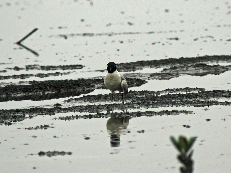 Saunders Gull (Larus saundersi)