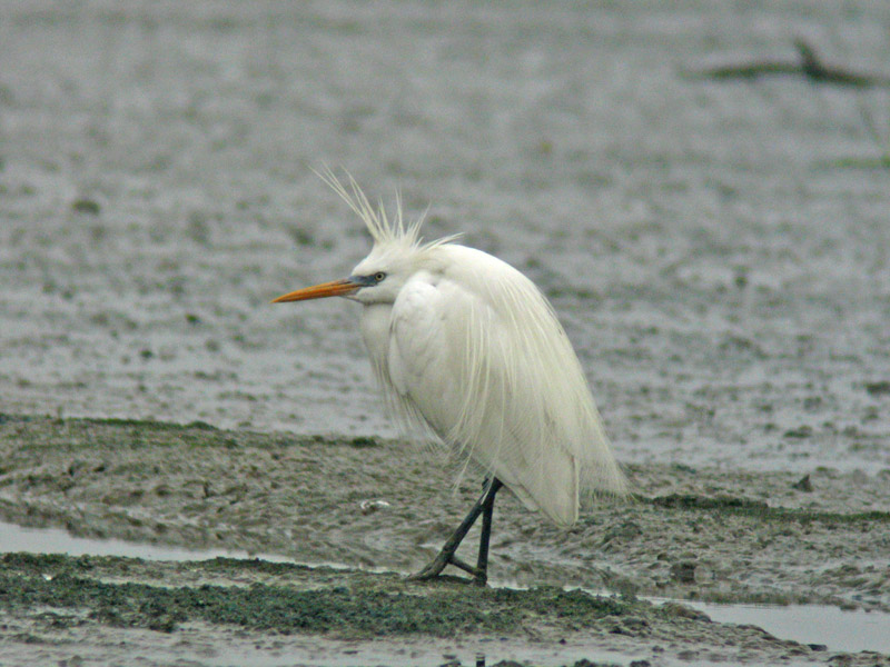 Swinhoes Egret (Egretta eulophotes)
