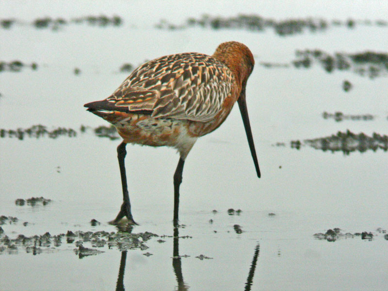 Bar-tailed Godwit (Limosa lapponica)