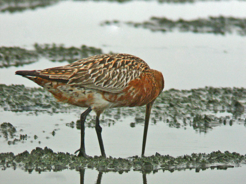 Bar-tailed Godwit (Limosa lapponica)