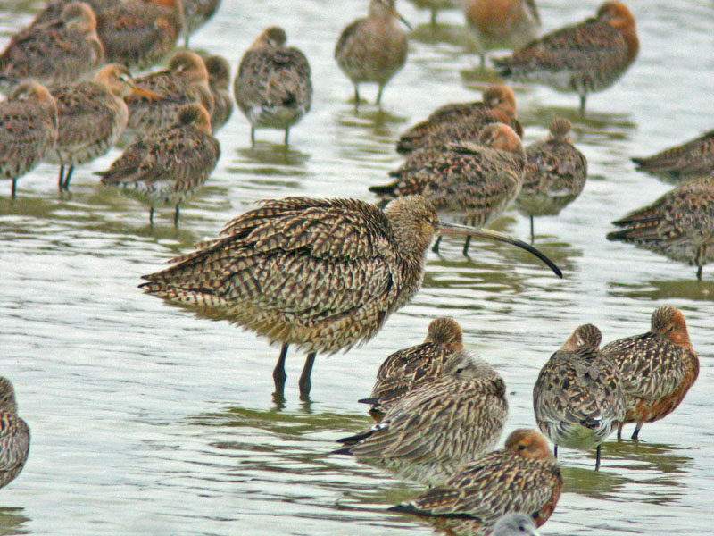 Far Eastern Curlew (Numenius madagascariensis)