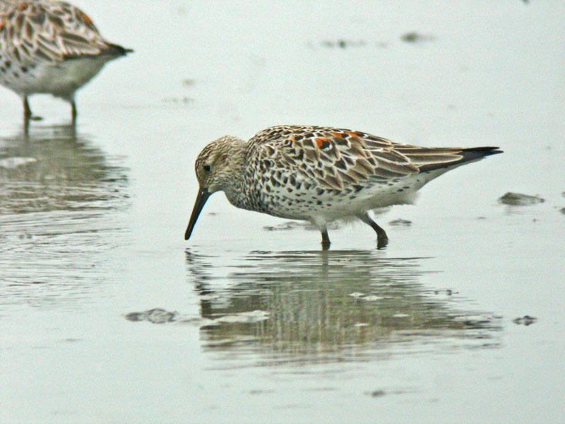 Great Knot (Calidris tenuirostris)