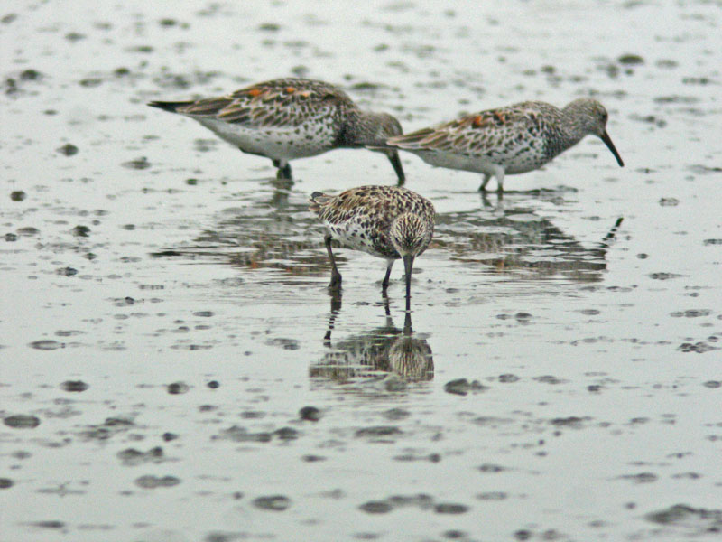 Great Knot (Calidris tenuirostris)