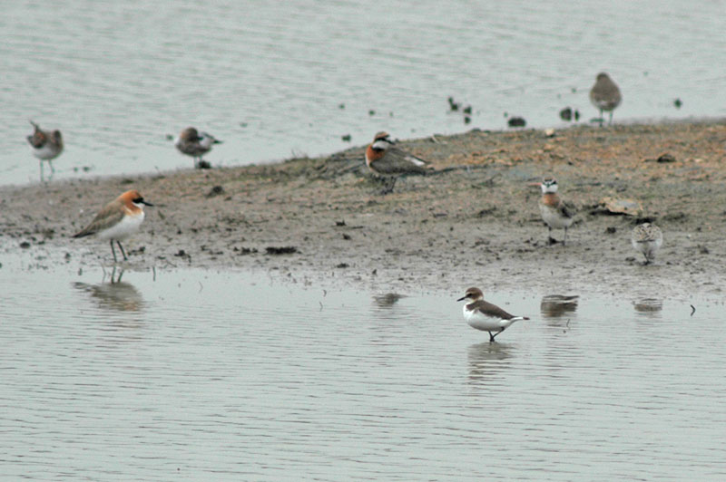 Kentish Plover (Charadrius alexandrinus)