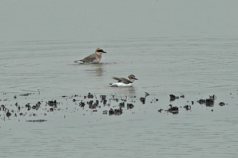 Kentish Plover (Charadrius alexandrinus)