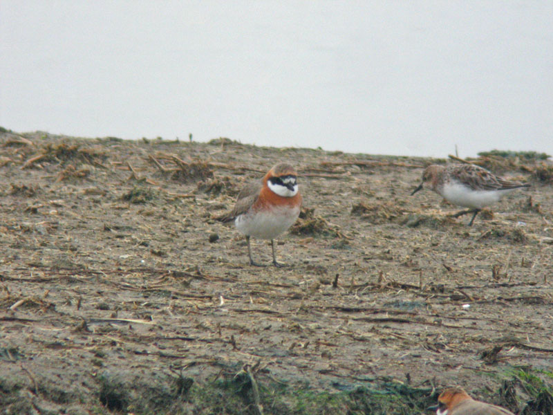 Lesser Sandplover (Charadrius mongolus mongolus)