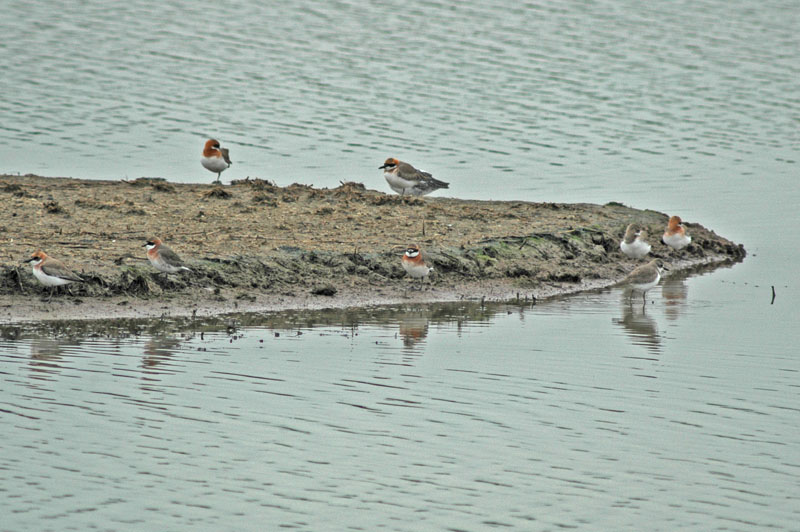 Lesser Sandplover (Charadrius mongolus mongolus)