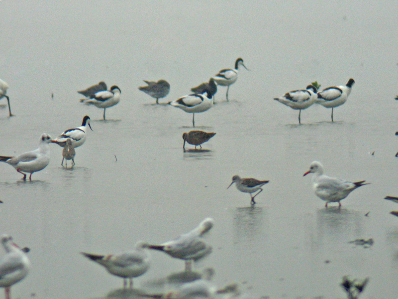 Long-billed Dowitcher (Limnodromus scolopaceus)