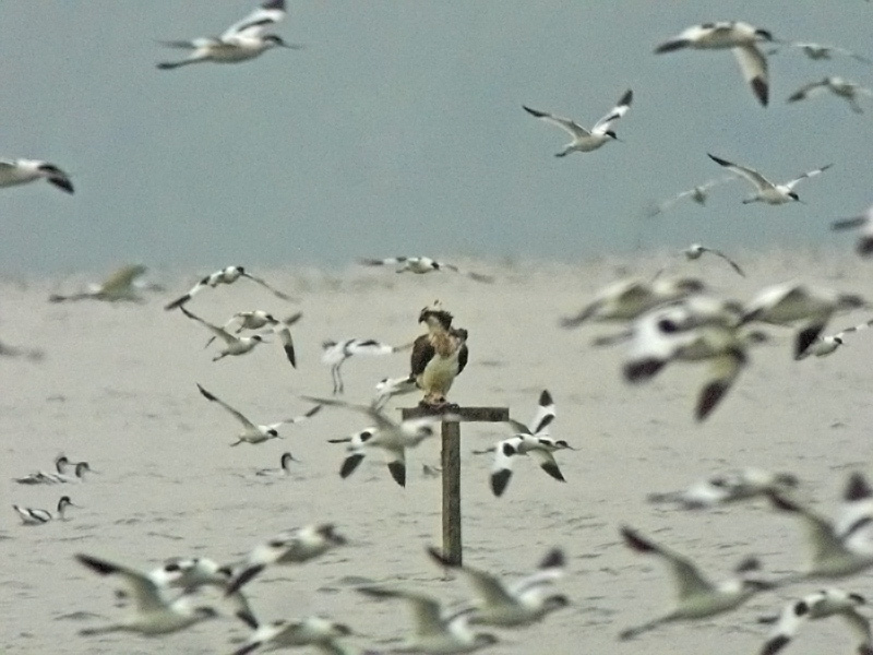 Osprey (Pandion haliaetus)