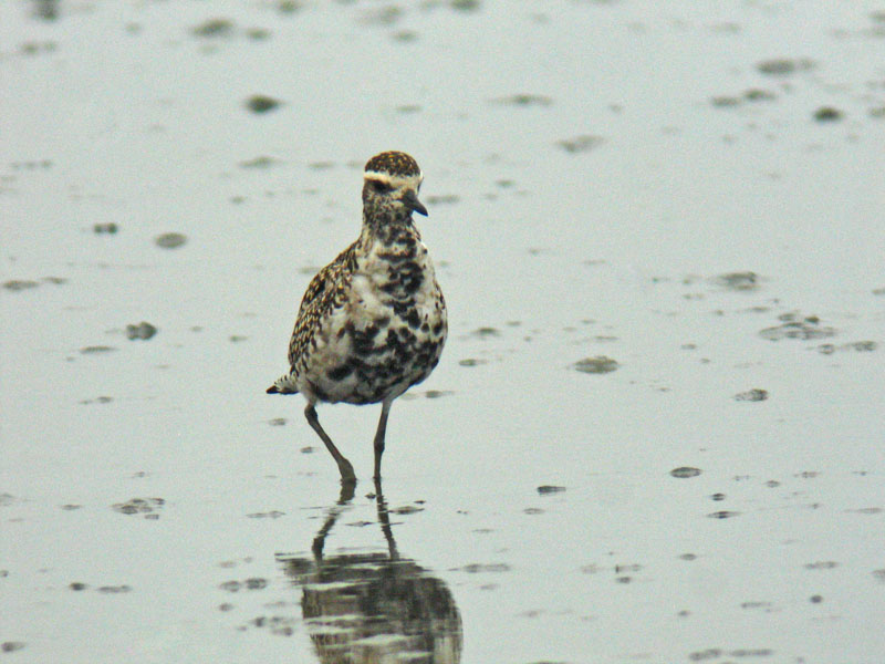 Pacific Golden Plover (Pluvialis fulva)