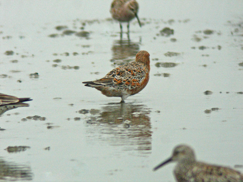 Red Knot (Calidris canutus piersmai)