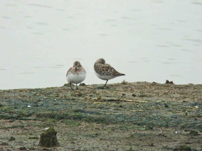Red-necked Stint (Calidris ruficollis)