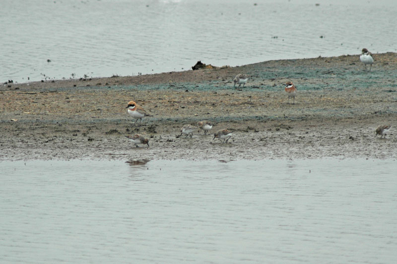Red-necked Stint (Calidris ruficollis)