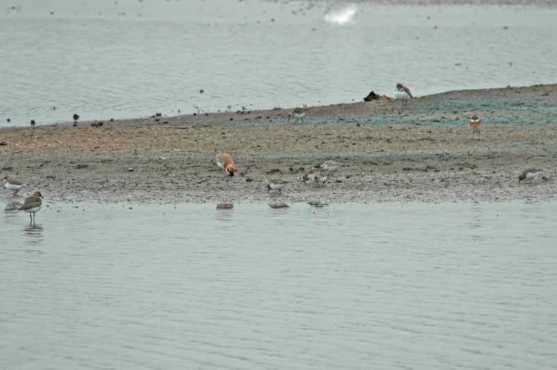 Red-necked Stint (Calidris ruficollis)