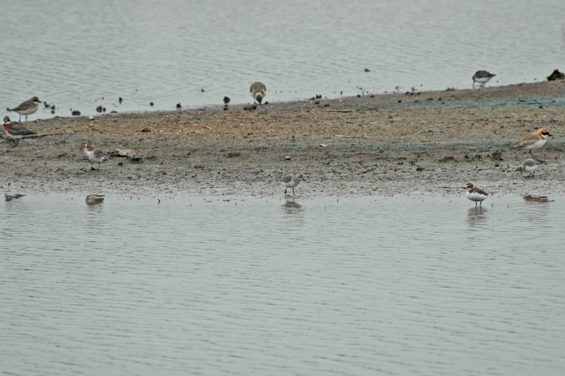 Red-necked Stint (Calidris ruficollis)